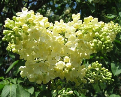 Сирень "Примроуз" (PRIMROSE)