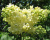 Сирень "Примроуз" (PRIMROSE)