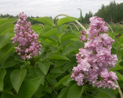 Сирень "Жемчужина" (Zhemchuzhina)