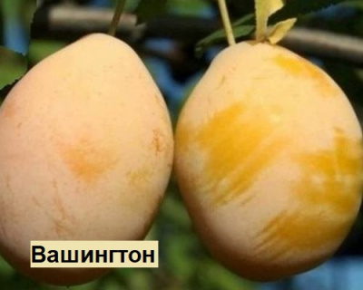 Слива мультипрививка "Стенли-Вашингтон"