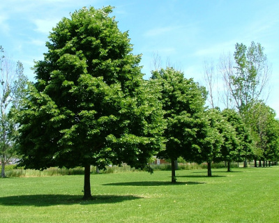 Липа мелколистная