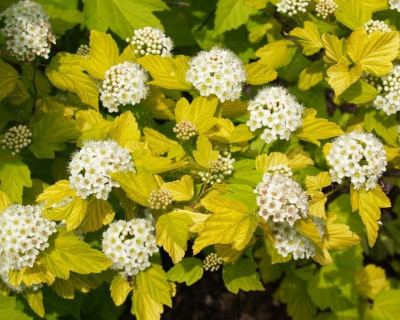 Пузыреплодник "Ауреа" (Aurea)