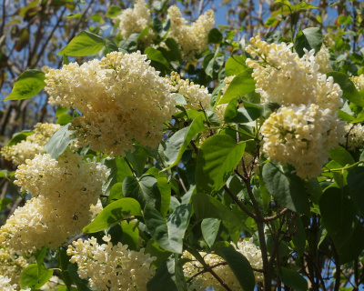 Сирень "Примроуз" (PRIMROSE)