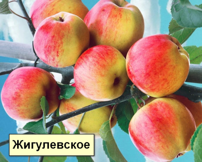 Яблоня мультипрививка "Апорт-Жигулевское"
