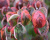 Дерен красный "Вариегата" (Variegata)
