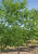 Ясень обыкновенный высокий (Fraxinus excelsior)
