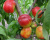 Нектарин колоновидный "Сочный"